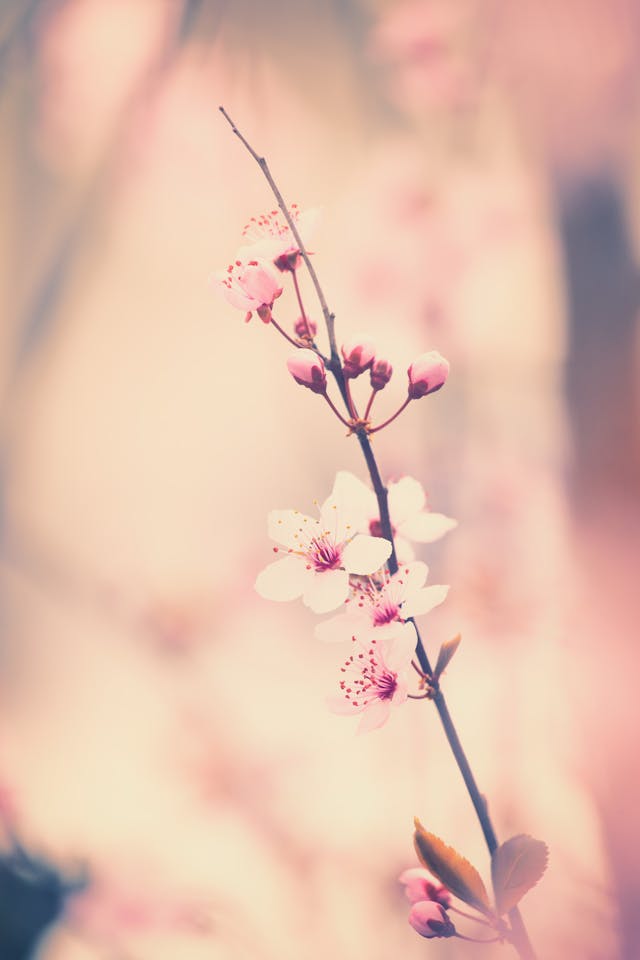 Day7『桜のつぼみ』

柔らかな春の足音は
薄紅色にふくらんで

別れと出会いを
思い出す度に
胸がきゅっと甘く疼く

ねぇ、今日も元気で
過ごしていますか？

色褪せることのない
特別なひとときよ

 #春の文学祭