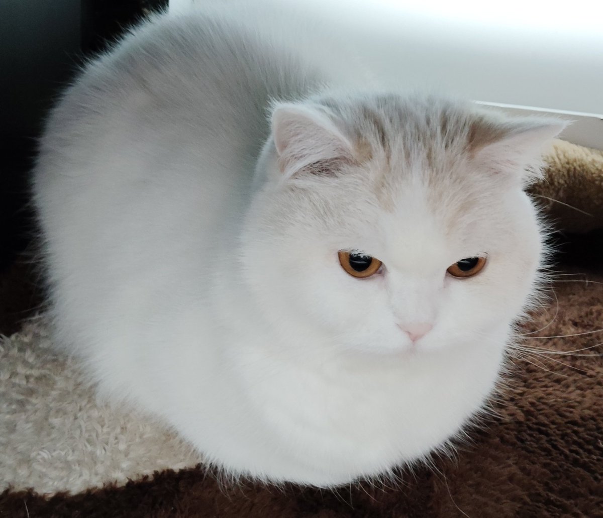 福ちゃん (@fukuchanwhite) on Twitter photo 