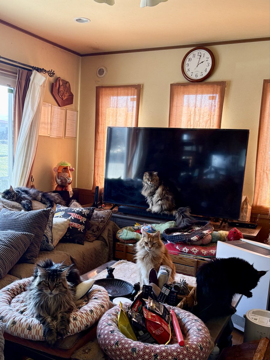 アルクルミ tweet media