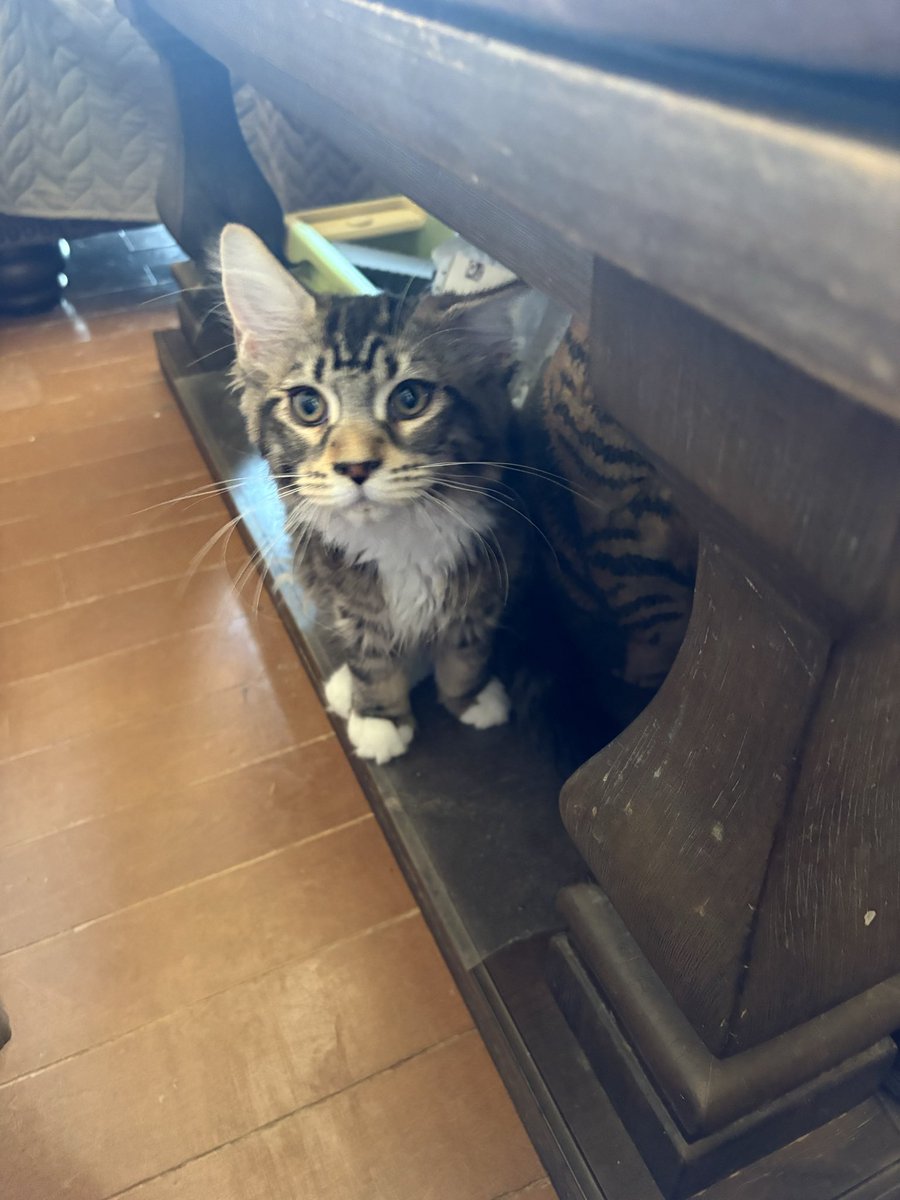 アルクルミ tweet media