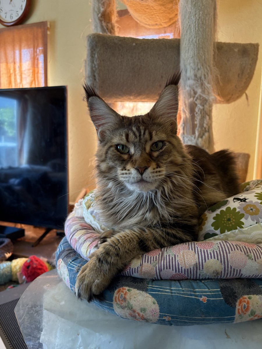 アルクルミ tweet media