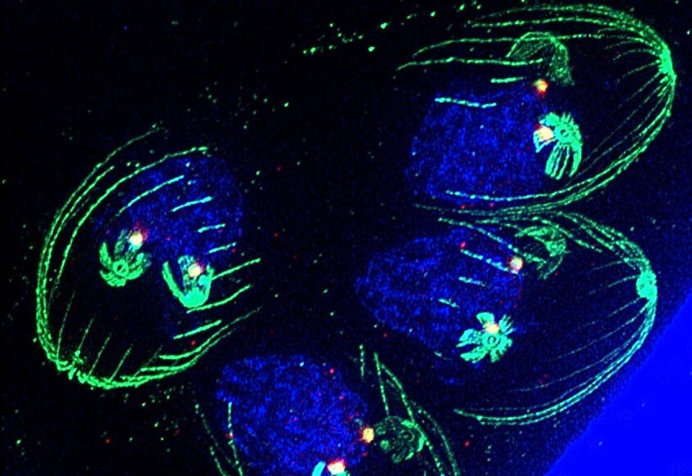 USF Research tweet media