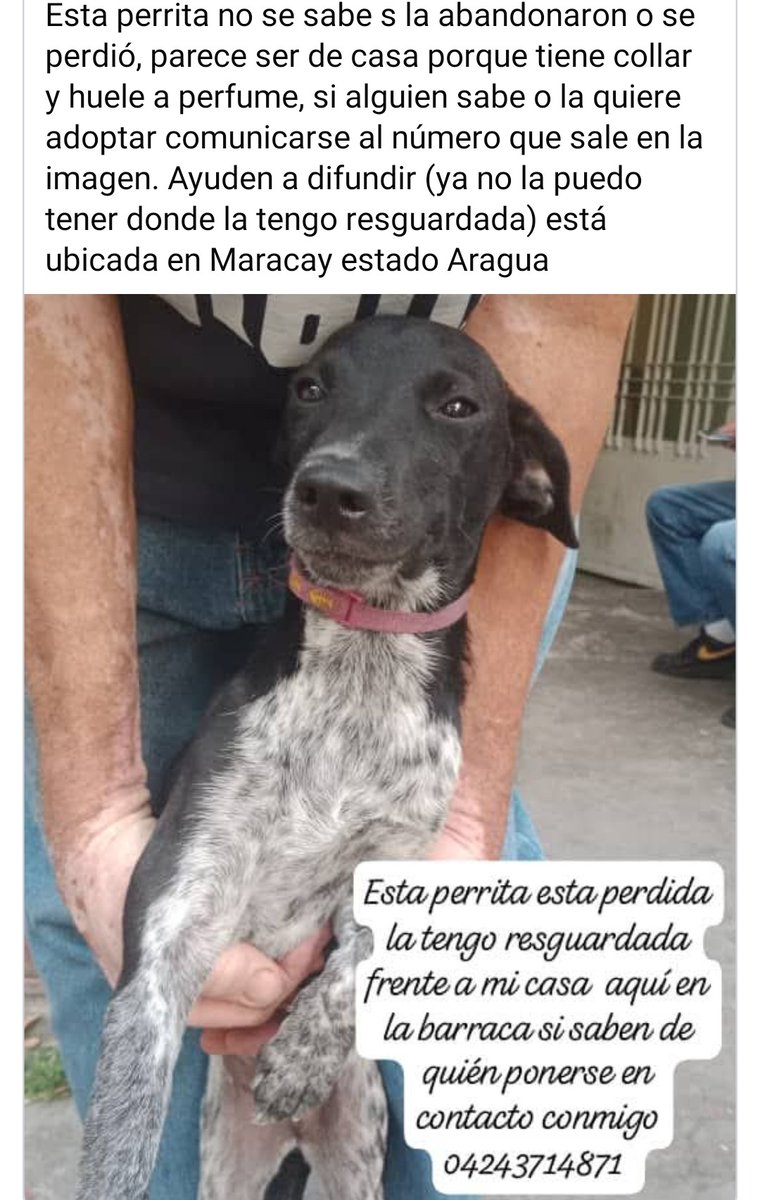 Se presume está EXTRAVIADA  Maracay sector La Barraca