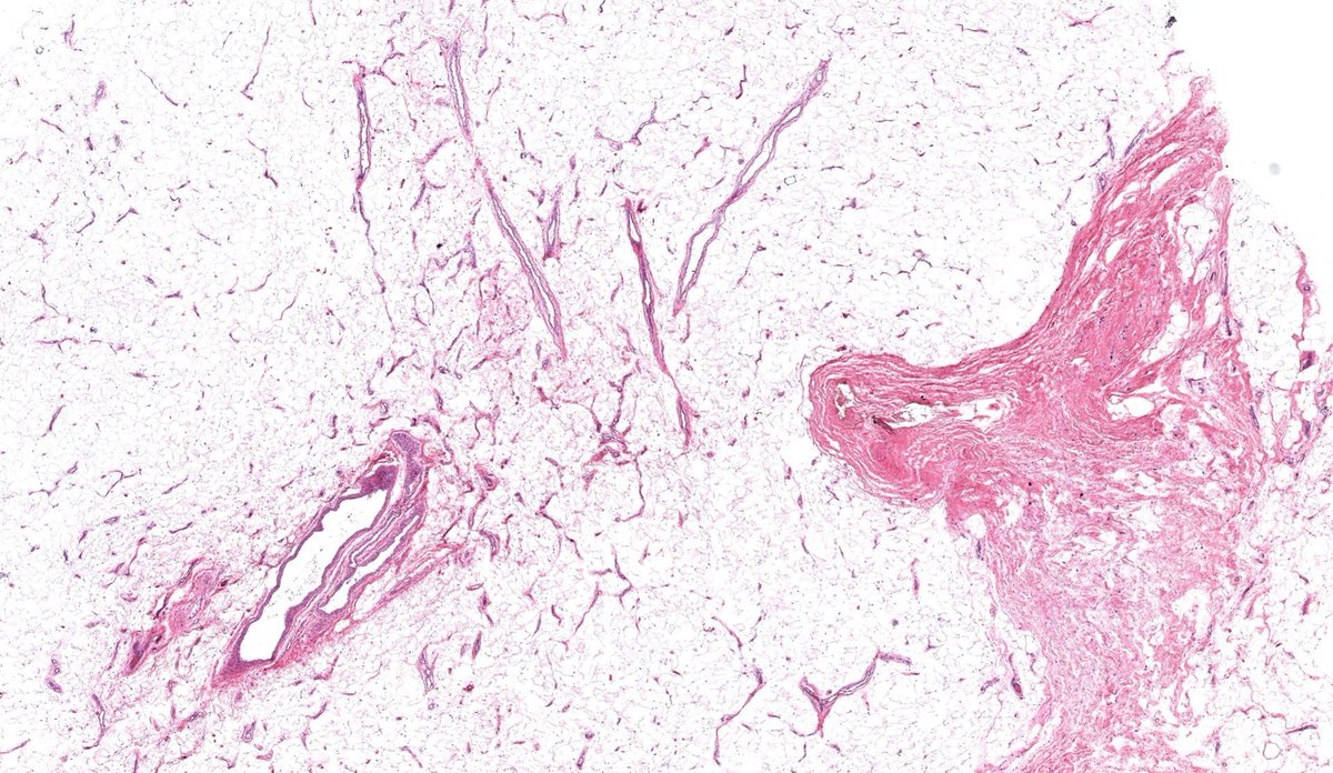 Jerad Gardner, MD tweet media