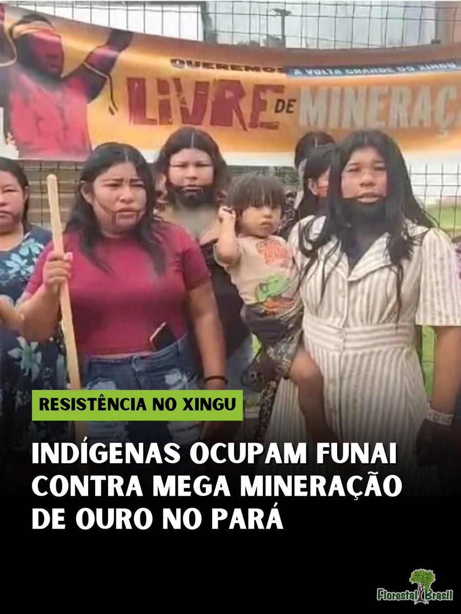 florestalbrasil's tweet photo. A agonia da Volta Grande do Xingu parece não ter fim. Há mais de dez dias, cerca de 100 indígenas (das etnias Juruna, Xikrin e Arara) ocupam a sede da Funai em Altamira (PA). Liderada pelo Movimento de Mulheres Indígenas do Médio-Xingu, a mobilização exige a suspensão imediata do projeto "Volta Grande", da mineradora canadense Belo Sun.

​⚠️ Impactos Cumulativos: Belo Monte e Belo Sun

​A região já sofre um colapso hídrico e ecológico provocado pela hidrelétrica de Belo Monte. O desvio do rio reduziu drasticamente a vazão da água, inviabilizando a piracema (reprodução dos peixes) e a segurança alimentar das comunidades.

​Agora, no mesmo ecossistema fraturado, a Belo Sun planeja instalar a maior mina de ouro a céu aberto do Brasil. A principal denúncia das lideranças é o risco iminente de contaminação do Rio Xingu por metais pesados e produtos químicos, já que a bacia de rejeitos do projeto ficaria a poucos quilômetros do rio.

​⚖️ Violação de Direitos Territoriais

​As comunidades denunciam que o licenciamento avançou sem a realização da Consulta Prévia, Livre e Informada, um direito garantido pela Convenção 169 da OIT. O Ministério Público Federal (MPF) já recorreu à Justiça pedindo a suspensão imediata da licença, alertando para o risco de danos socioculturais e ambientais irreversíveis.

​O movimento condiciona a desocupação do prédio não apenas à paralisação do projeto minerário, mas também à nomeação de um representante indígena para a coordenação regional da Funai, garantindo que o órgão cumpra seu papel primário de defesa territorial dos povos originários.

​Fonte: Brasil de Fato 

​#xingu #povosindigenas #belosun #mineracao #amazonia