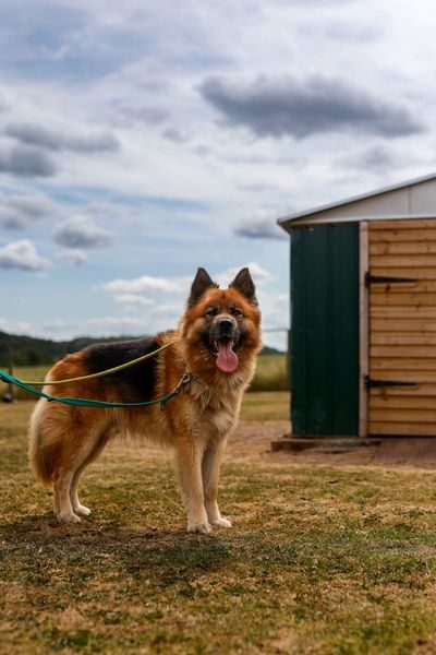 German Shepherd Rescue Elite ( GSRE ) tweet media