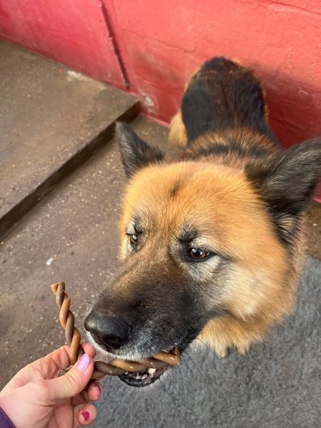 German Shepherd Rescue Elite ( GSRE ) tweet media