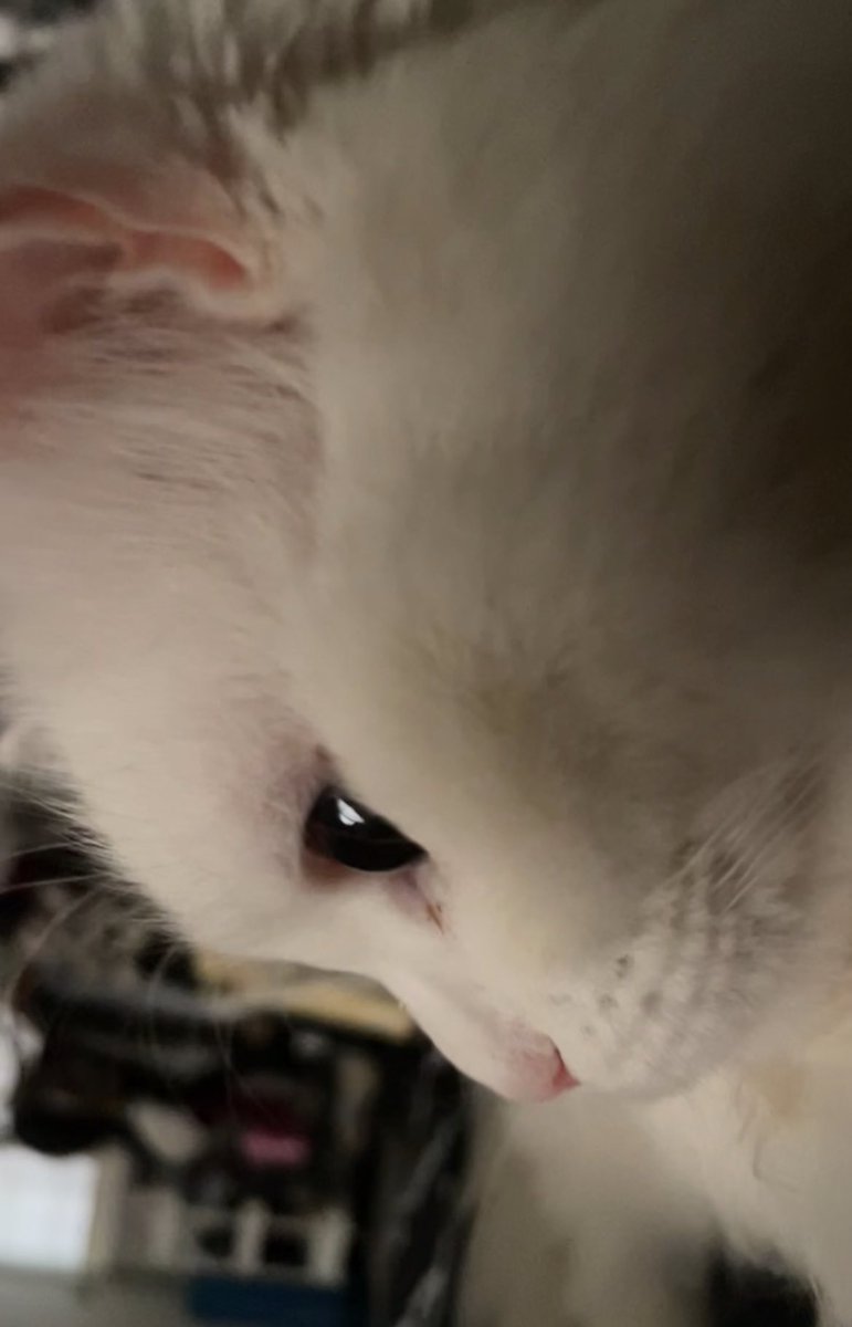 𝙈𝙖𝙝𝙖 tweet media