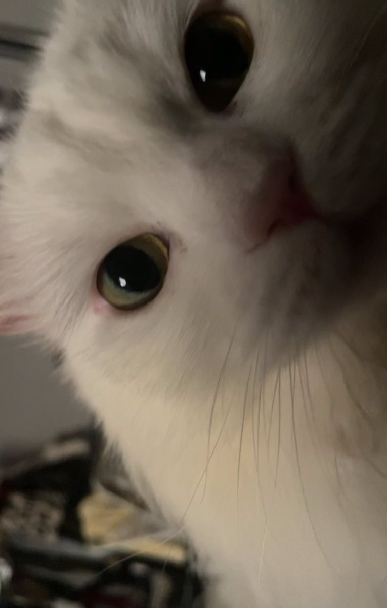 𝙈𝙖𝙝𝙖 tweet media