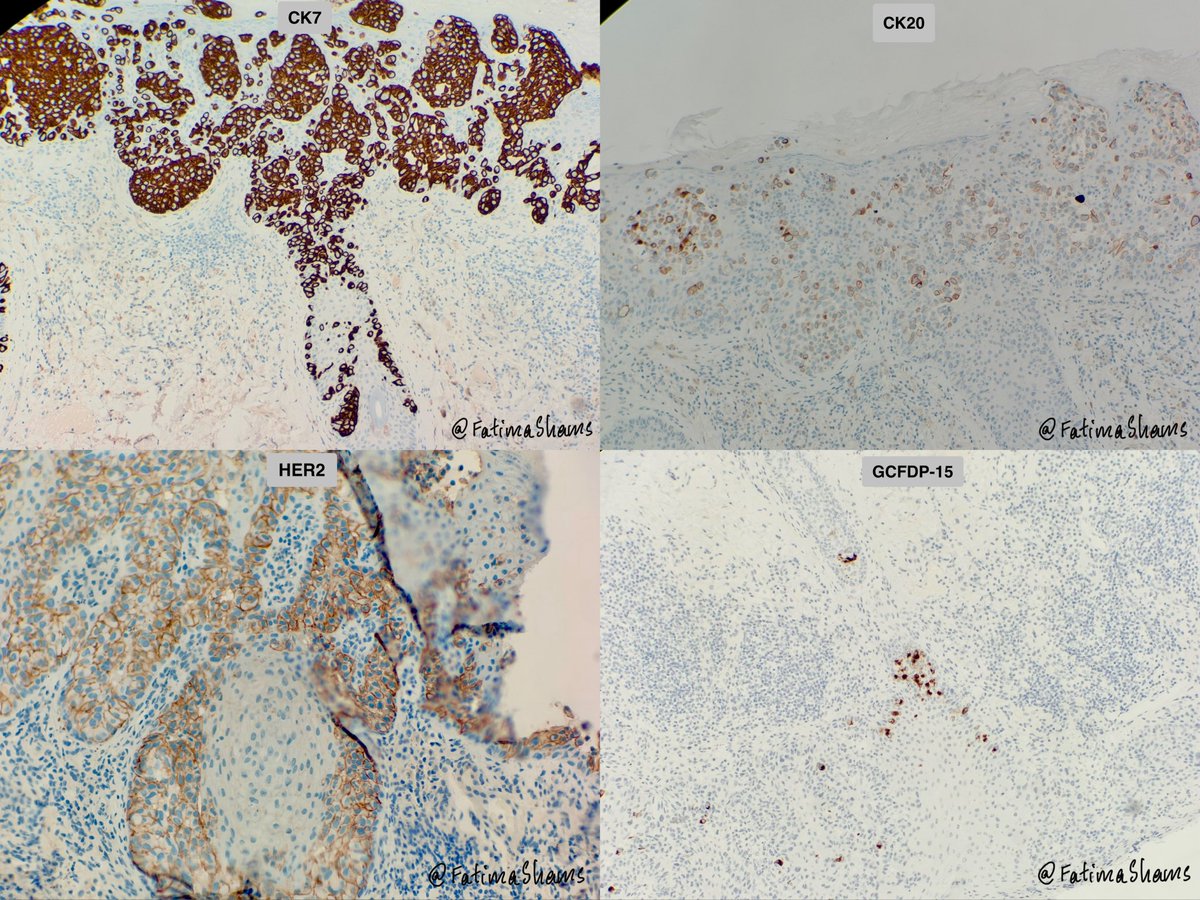 Fatima Shamsuddin tweet media