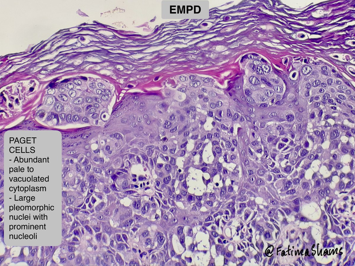 Fatima Shamsuddin tweet media