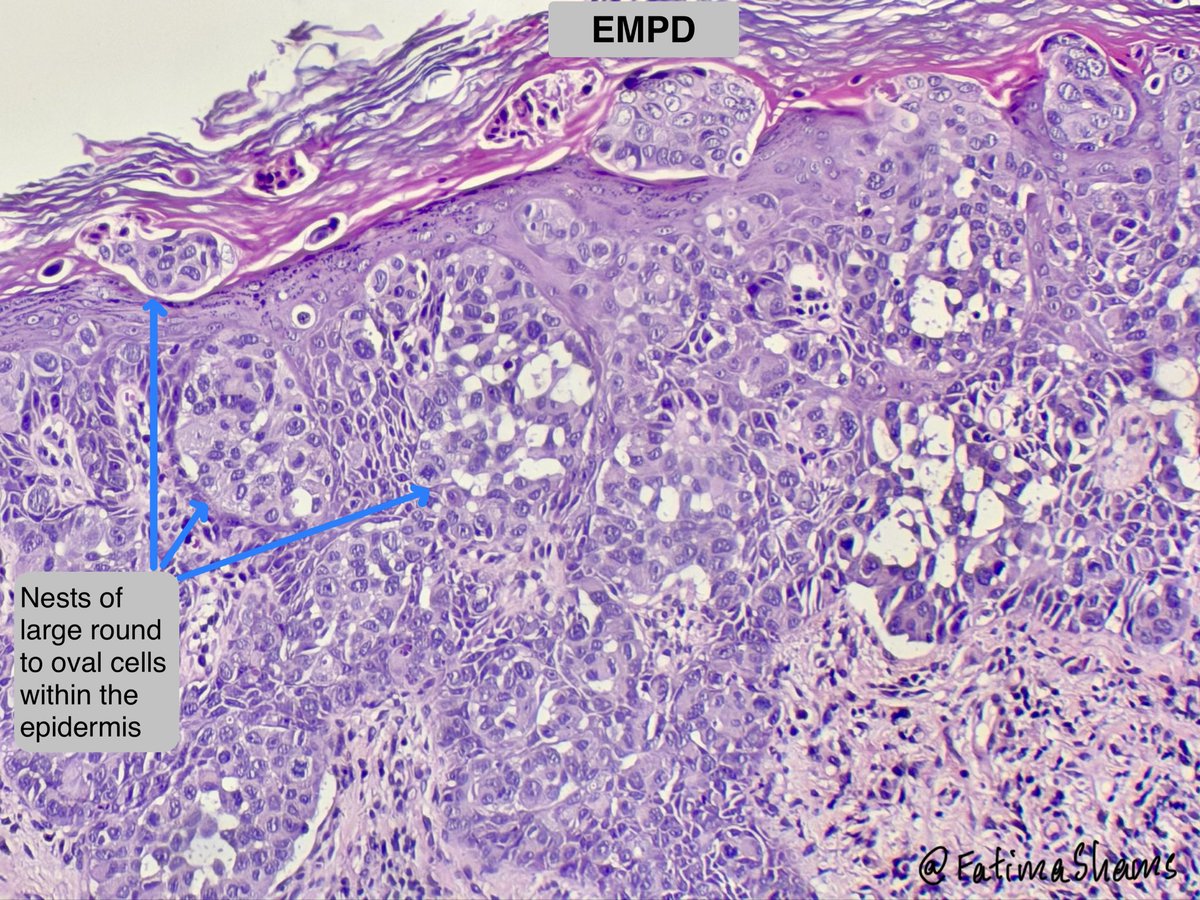 Fatima Shamsuddin tweet media