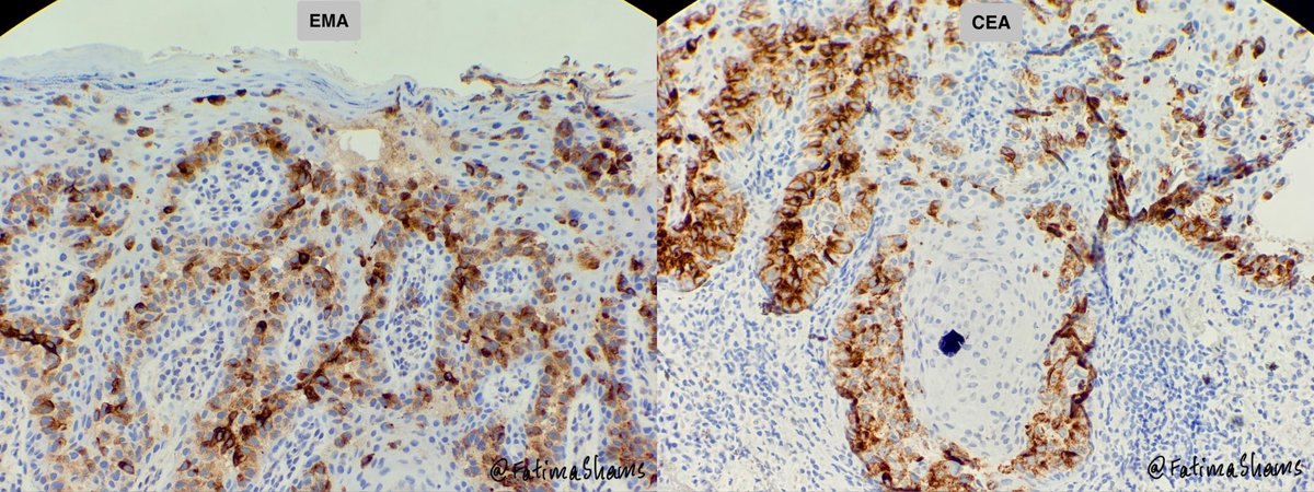 Fatima Shamsuddin tweet media