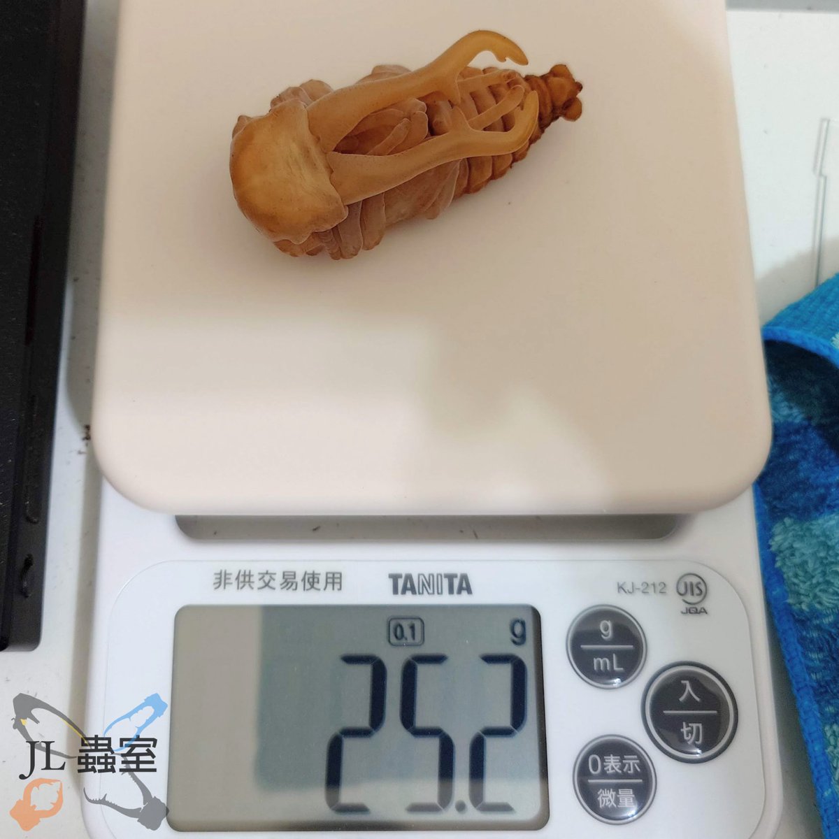 jlbeetle's tweet photo. Prosopocoilus giraffa giraffa

CBF1 (WF1*WF1)/ 97*45
Peak 39.5g
Last 36.9g
Pre-pupa 26.3g
Pupa 25.2g
Estimated 101mm

#ギラファ #原名亜種 https://t.co/a0lHHtztCg