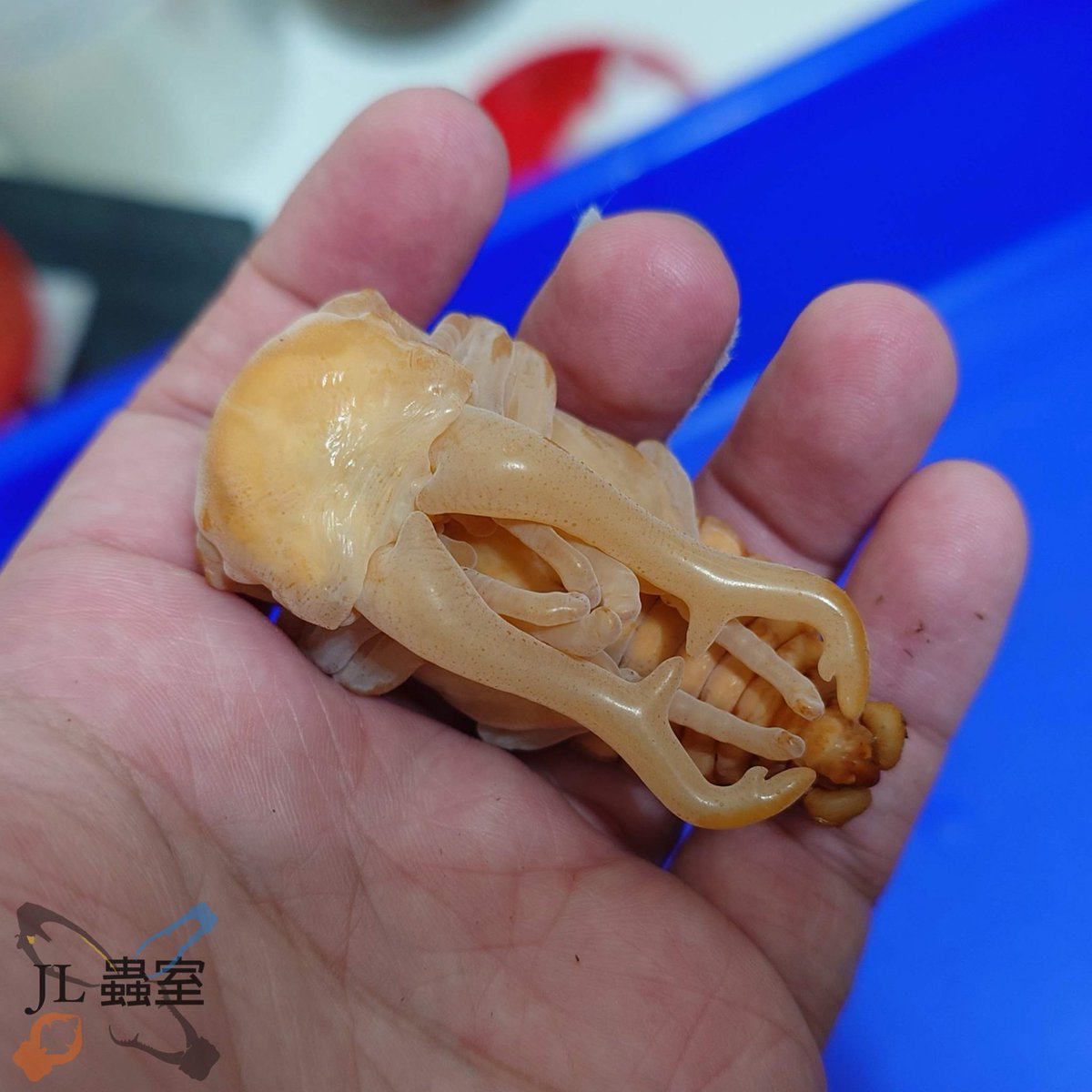 jlbeetle's tweet photo. Prosopocoilus giraffa giraffa

CBF1 (WF1*WF1)/ 97*45
Peak 39.5g
Last 36.9g
Pre-pupa 26.3g
Pupa 25.2g
Estimated 101mm

#ギラファ #原名亜種 https://t.co/a0lHHtztCg