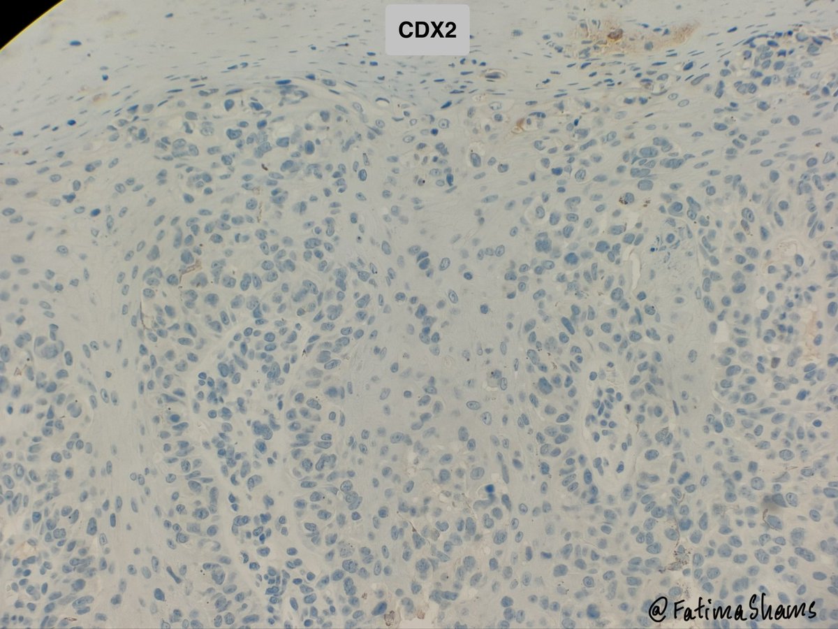 Fatima Shamsuddin tweet media