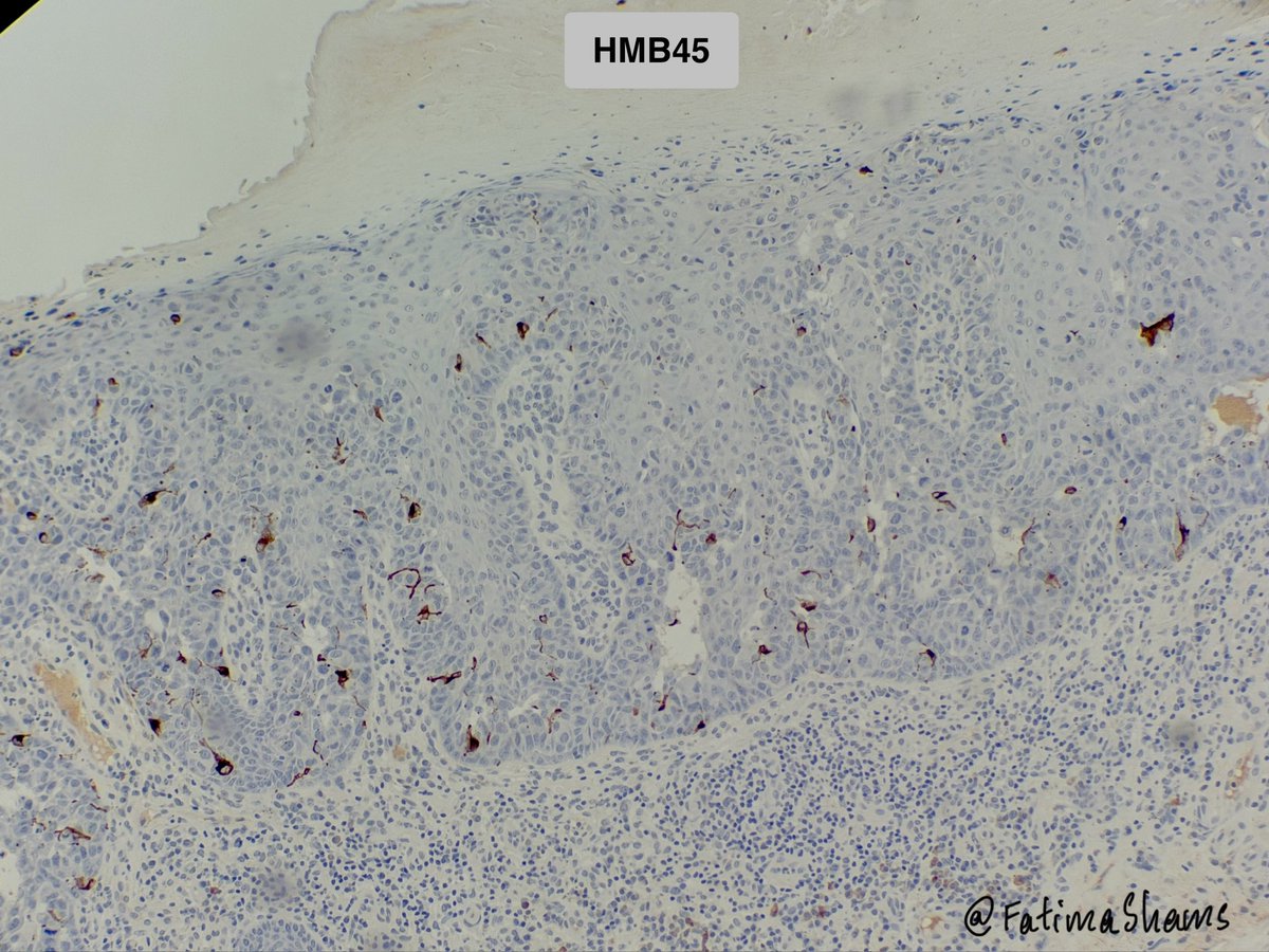 Fatima Shamsuddin tweet media