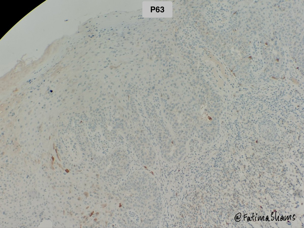 Fatima Shamsuddin tweet media