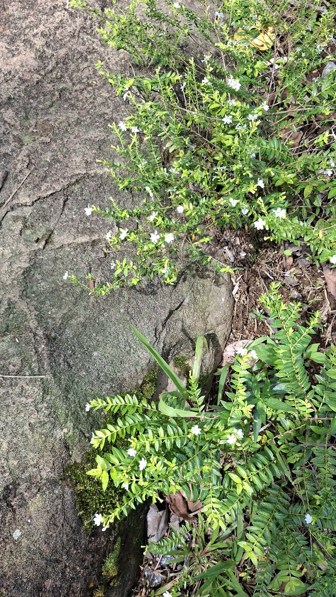billeitdoux's tweet photo. my suggestion is try to take walks regularly. look closely at your surroundings, there's so much to see and feel in nature. sometimes, you'll find a simple thing that eases your heart; it reminds you to take things slowly while keep going on. may peace be upon your heart ♥︎ https://t.co/4VmQVwcc5w
