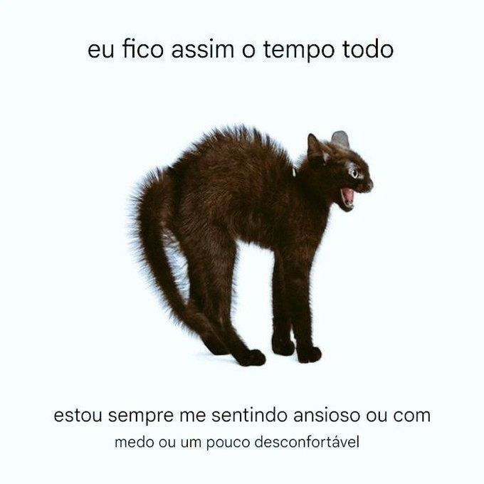 perfil dedicado a gatinhos e peitos (@odeiootaco) on Twitter photo 