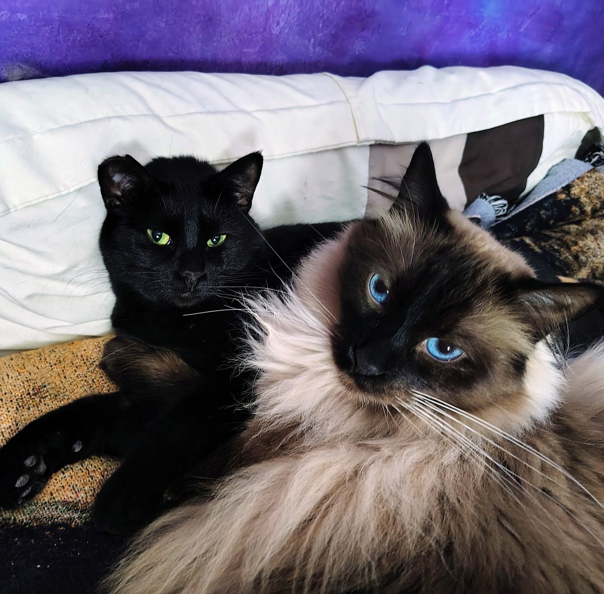 Hoodoolover's tweet photo. @thespybrief Sadie and Skeeter share a moment of civility https://t.co/4Mrq8z0Gxl