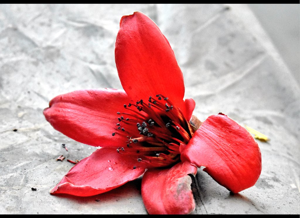 deepanwita_t's tweet image. The fallen one 
#Semal