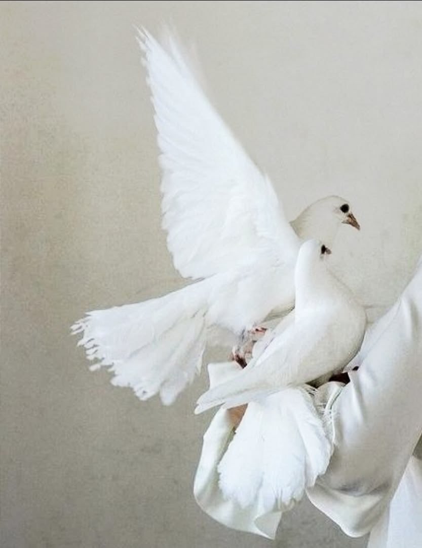 Gitana1369877's tweet photo. "Hope is the thing with feathers / That perches in the soul / And sings the tune without the words / And never stops at all."
— Emily Dickinson https://t.co/acOqVX2t0k