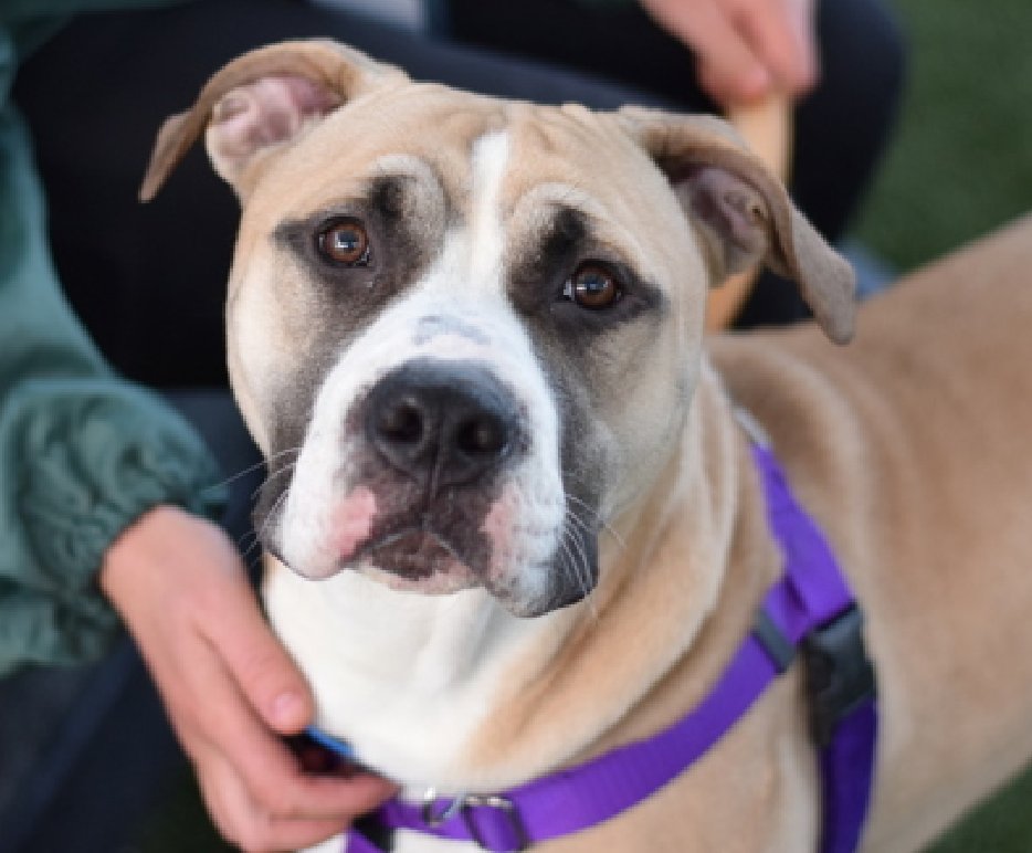 #LuckyCharm 
#StPattysDay 
#AdoptionisaPassion 

Bleue🥰
#LongStay #DiamondDog 
Part feline, part canine
His favorite thing is to rub up against you 
Lean in for pets 
Try to be absorbed into you💝

Bleue has been at #NYCACC for 142 Days 
We only 7 photos🔥 
Lost in a sea of