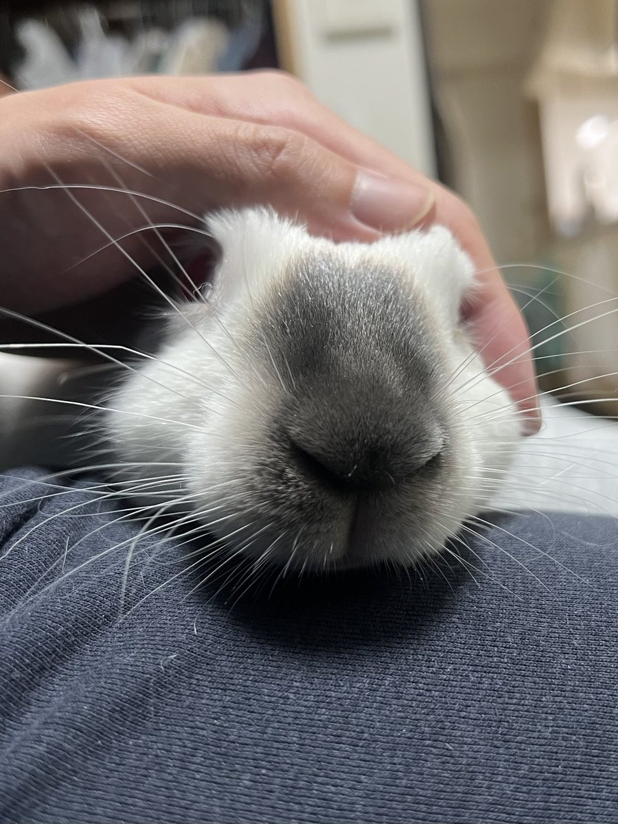 れいしょ tweet media