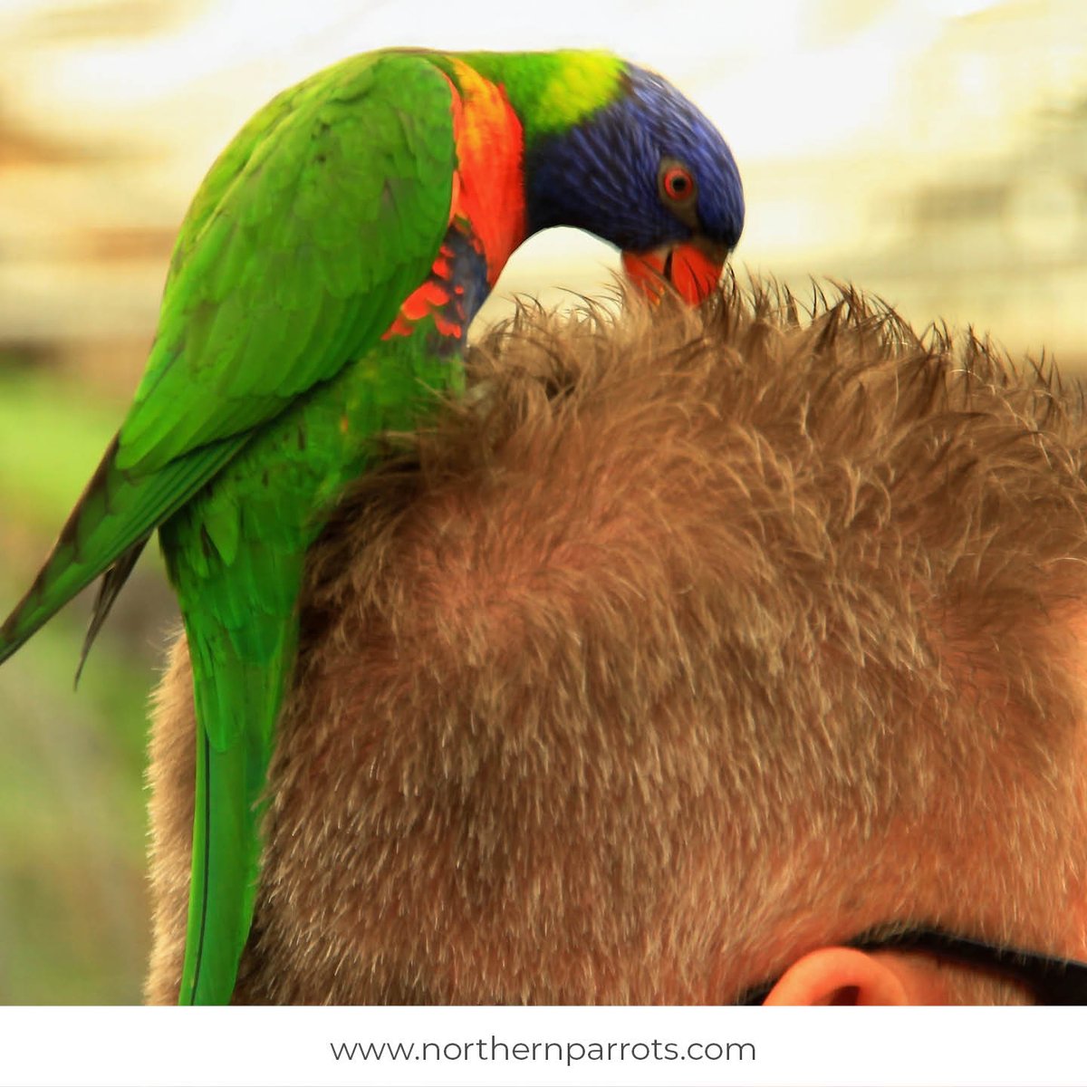 NorthernParrots's tweet photo. Post pictures of your Parrot preening you!
#preening https://t.co/mA1SERnZAv