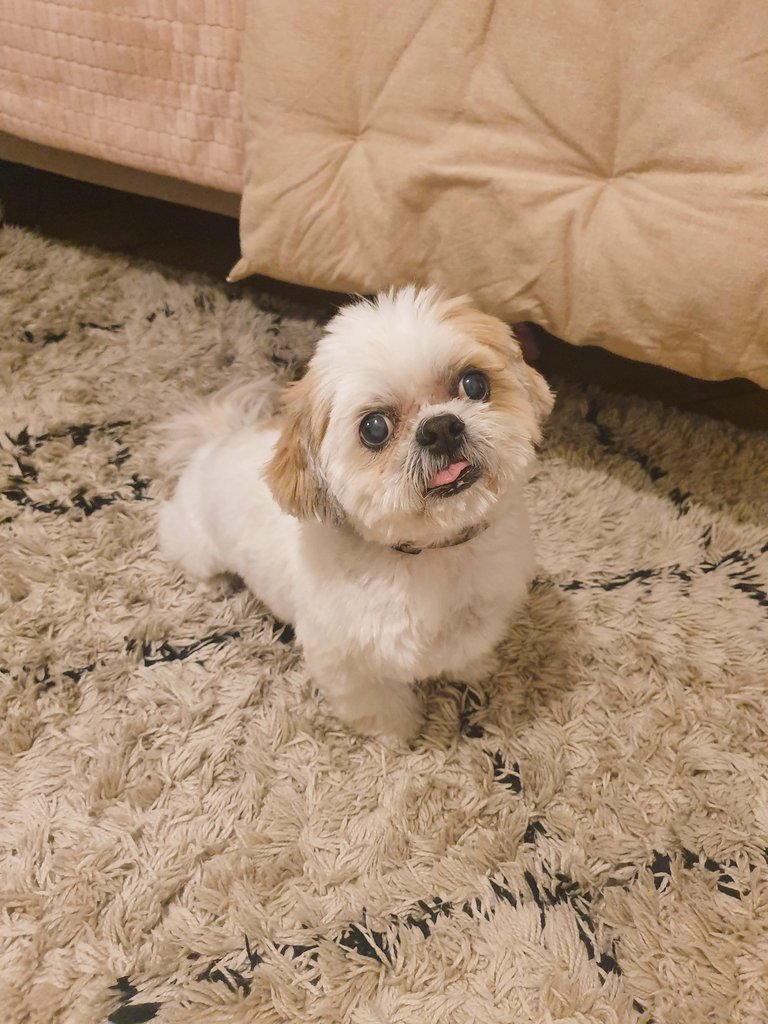 Elisenda Ros Farré tweet media