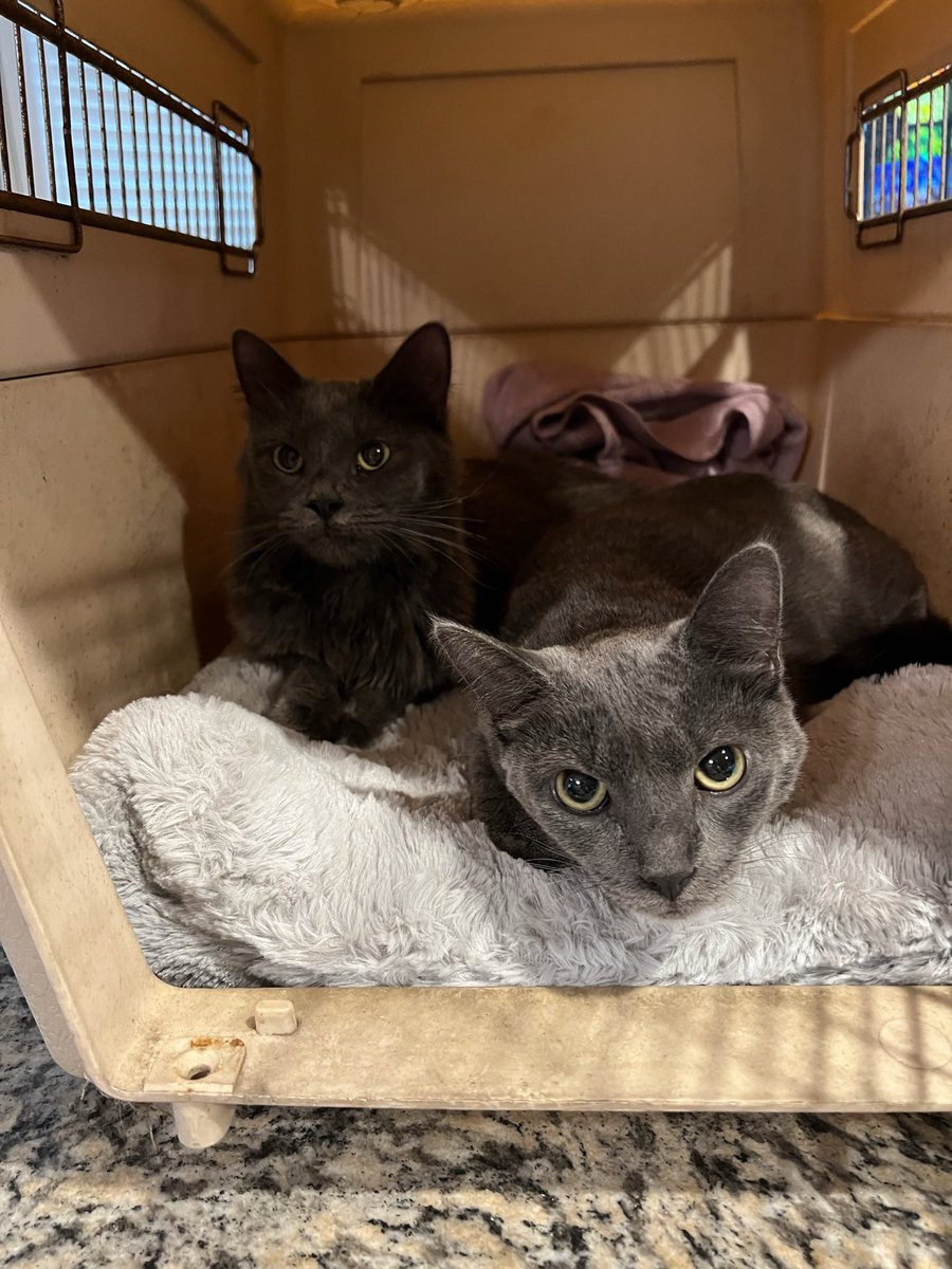 🦀 Josh Seefried tweet media