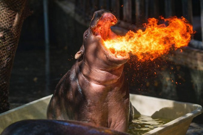 Fan Page | Moo Deng tweet media