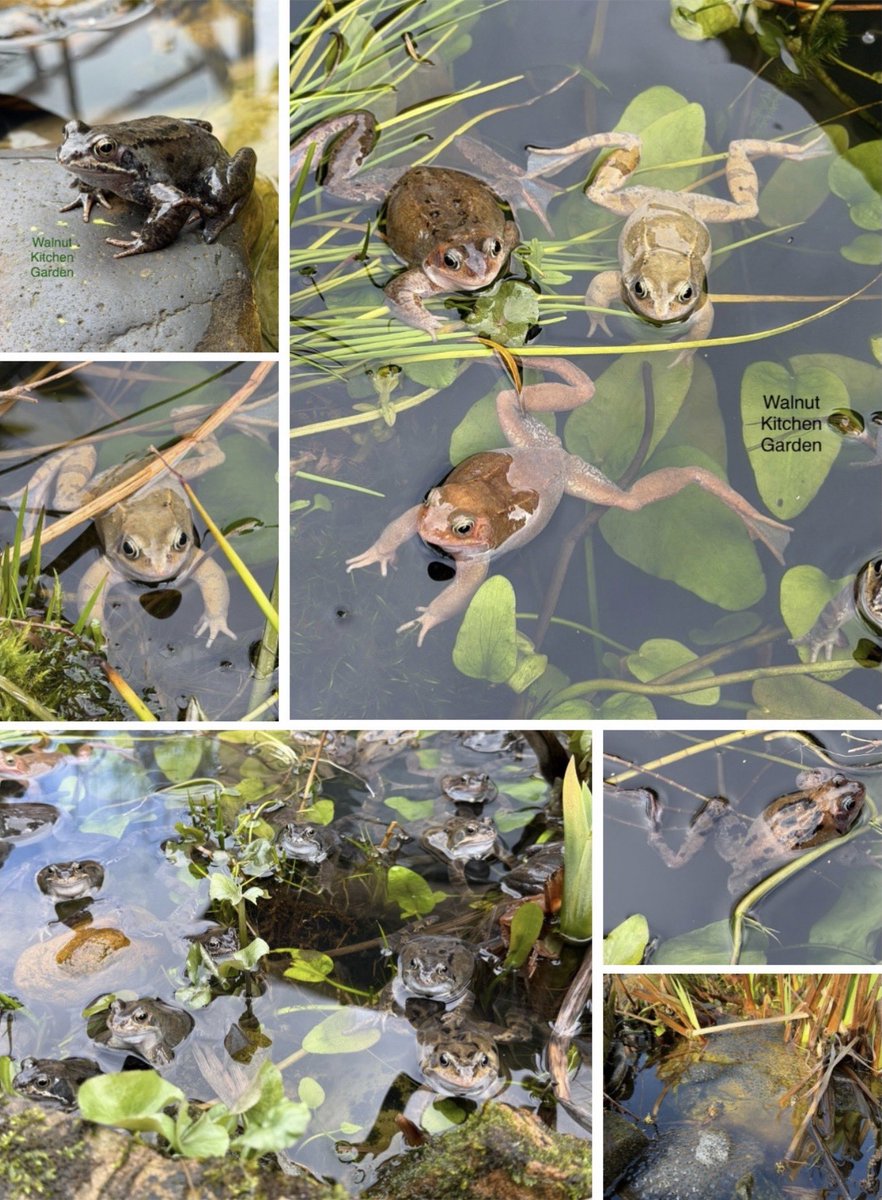 PotteringPolly's tweet image. No sooner do the frogs arrive than they’re off again. To where, I do not know! But their job is complete for this year, leaving lots of spawn to start the cycle once more. Just a few left, on guard 🐸🐸🐸 #sixonsaturday #pond #frogs #spawn #wildlife
