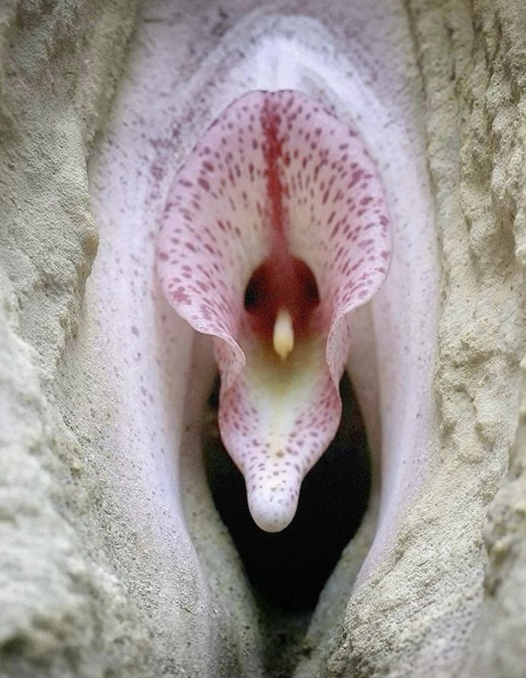 RohiniKuma20885's tweet image. "नज़रिया बदलो तो नज़ारे बदल जाते हैं। प्रकृति की हर रचना में एक अनोखा रहस्य छिपा है। यह फूल हमें सिखाता है कि हर चीज़ को देखने का अपना एक अलग चश्मा होता है। 🌸🌿 #Perspective 
#NaturePhotography
 #IncredibleIndia