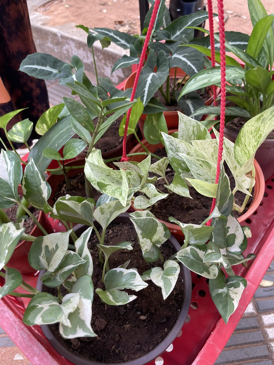 Karen Ovando tweet media