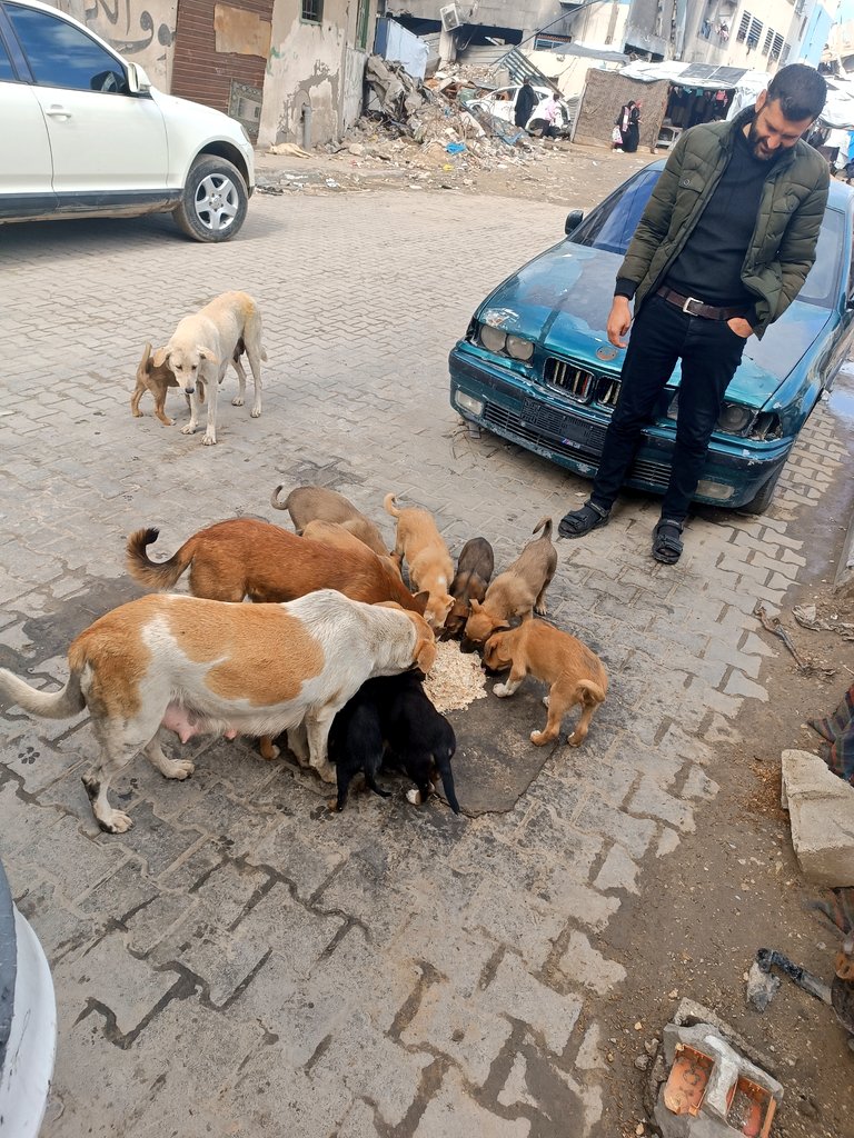 🐾Animal lover Gaza🇵🇸 tweet media