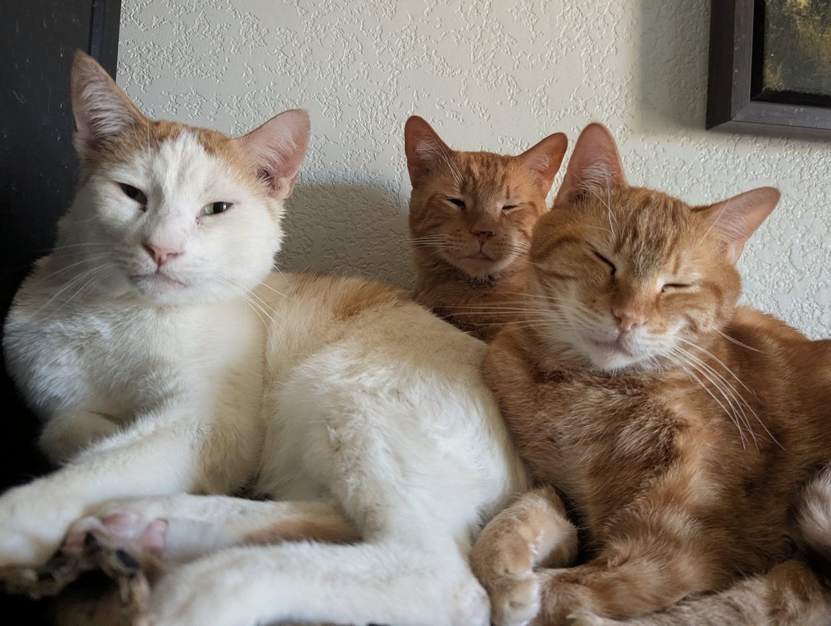 Brad's Pit tweet media