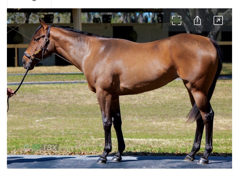 Save Horse Racing tweet media