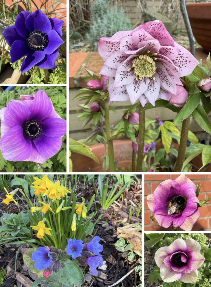 PotteringPolly's tweet image. What a super week, giving us a taste of spring 💙🌸💜🌼🌿
I’m surprised how many Anemones I have flowering.
#sixonsaturday #anemone #hellebore #daffodils