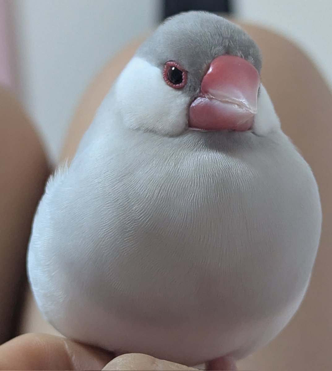 さっき数十分放鳥したのだが　甘え鳴きをするので今また放鳥している