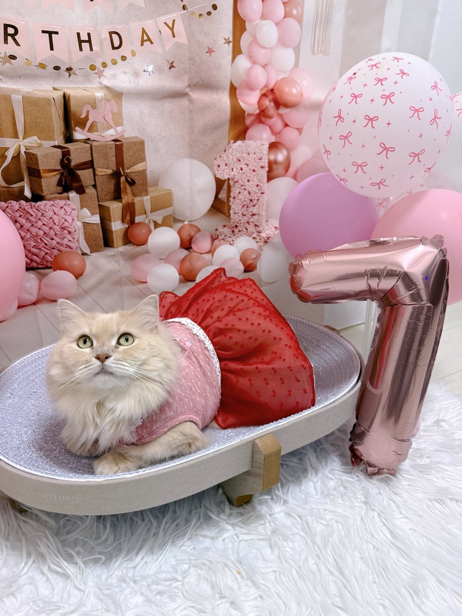 _s2_bell_'s tweet photo. ベルちゃん7歳になりました(՞ o̴̶̷̤ ̫o̴̶̷̤ ՞)🎀♪🩷🌸我が家のお笑い担当で毎日笑わせてくれます🍀今日はまる1日一緒に過ごせた🎂🎶これからも安心して快適に過ごせるお家でありたい😻✨ https://t.co/uQSNQhx8Il