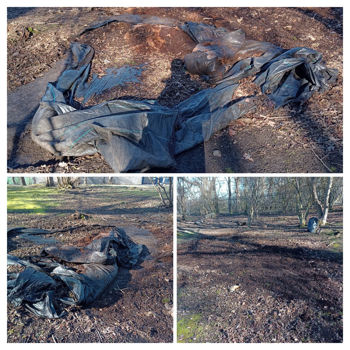 EdinburghPicker's tweet image. Small bits of #plastic 
...and a very large bit too! 😱

Weed suppressing membrane - in a forested area 🤪🤦🏼‍♂️

#Litter