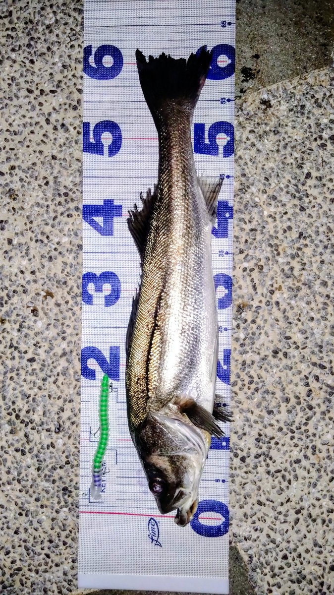 Mi3_official (@Mi3_fishing) / Posts / X
