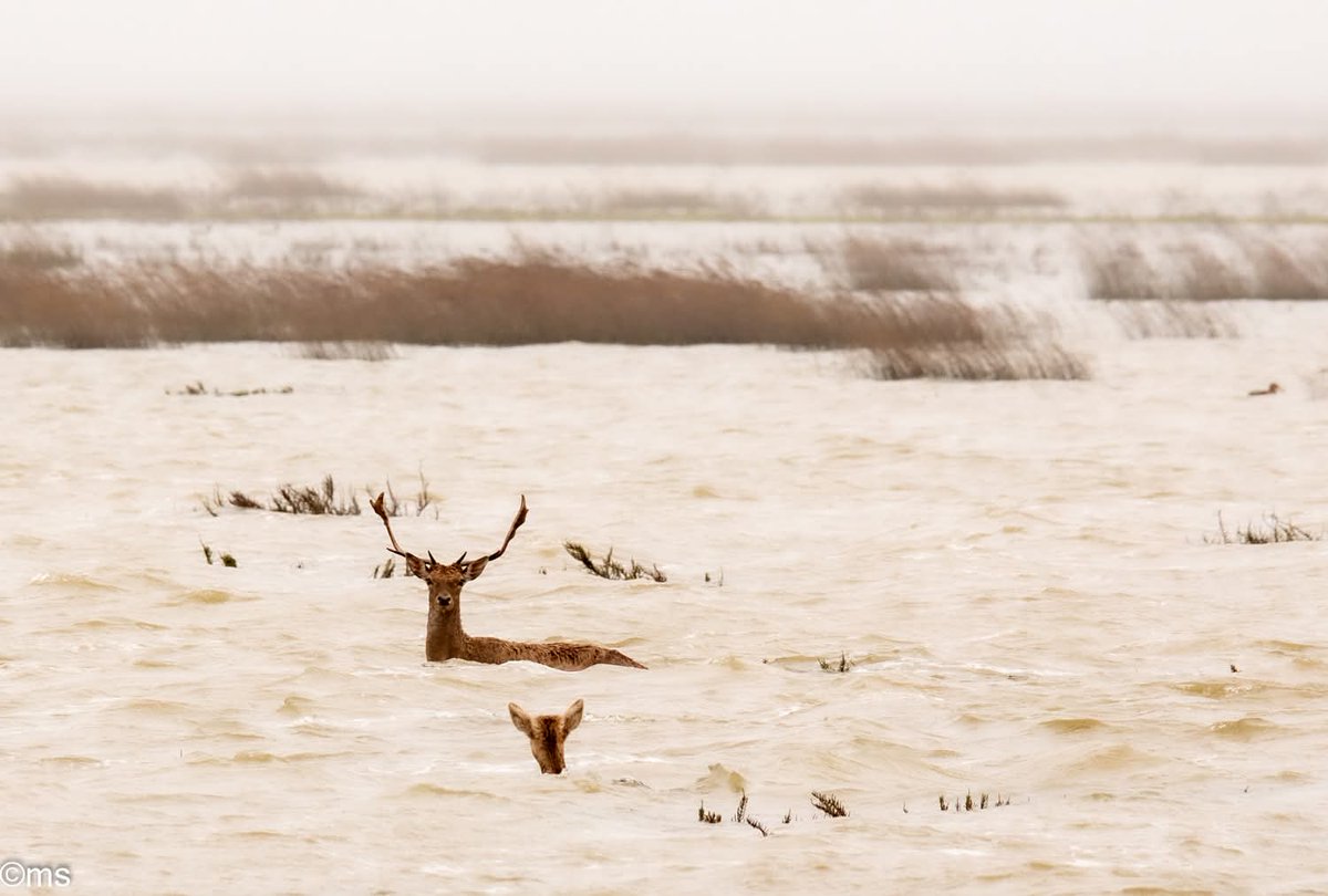 Antonio Barbarroja tweet media