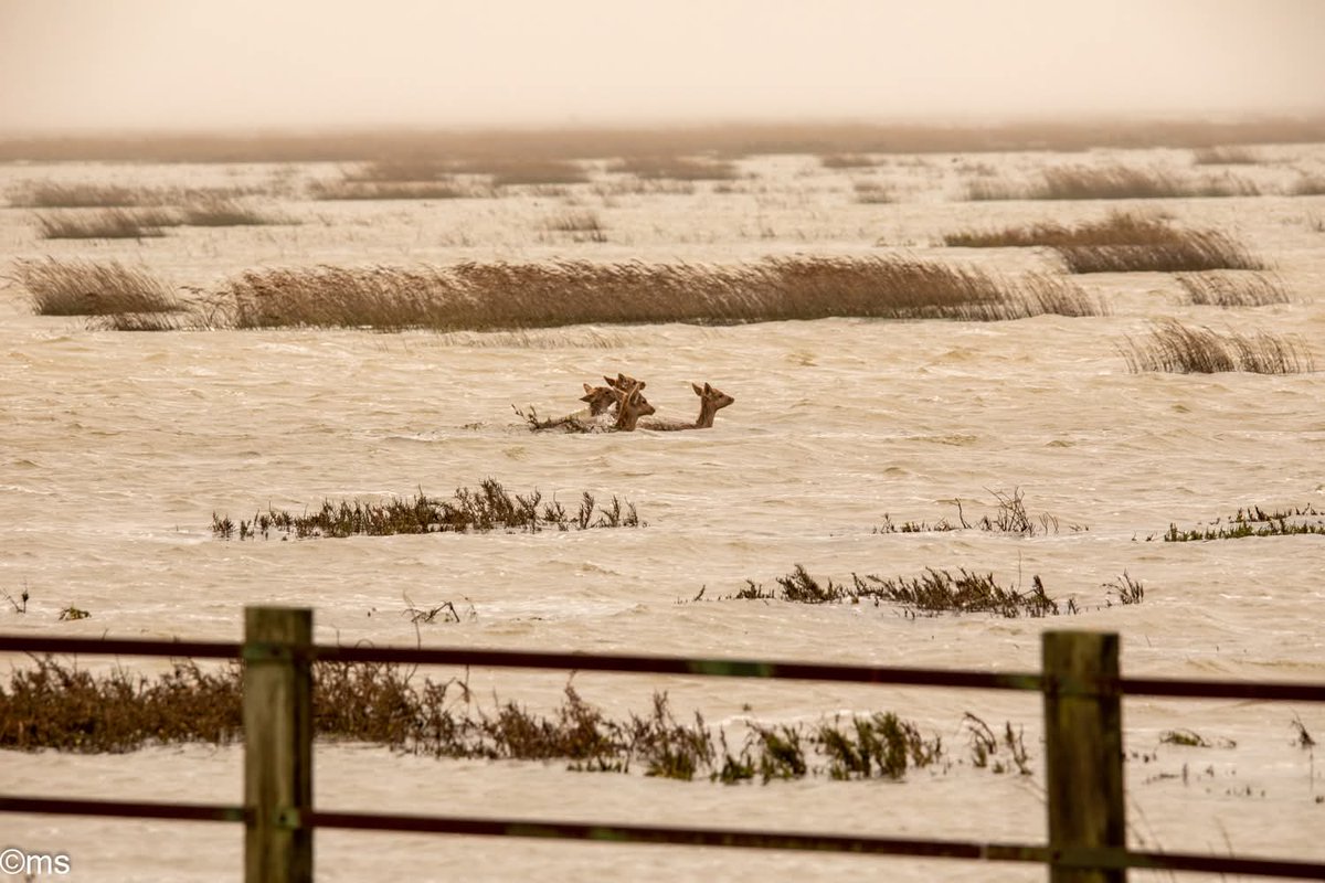 Antonio Barbarroja tweet media