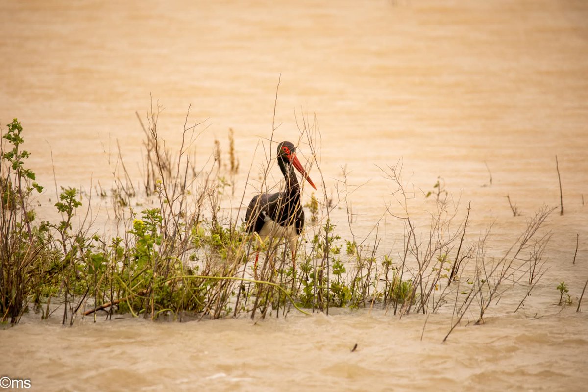 Antonio Barbarroja tweet media