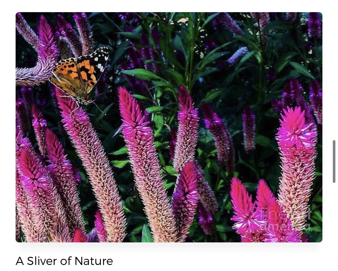erinmdorffette's tweet image. Check out this photograph of a #sliverofnature!#nature #getoutside #butterfly #flowers #garden #outdoors  faa.savingmemoriesbymakingmemories.com/featured/a-sli…