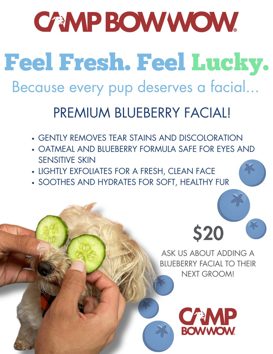 CampBowWowSCS's tweet image. Let your dog shine with a pampering blueberry facial at Bow Wow Grooming. It’s a treat for the senses and a boost for those tails! 🫧🫐 #DogGrooming #HappyCampers