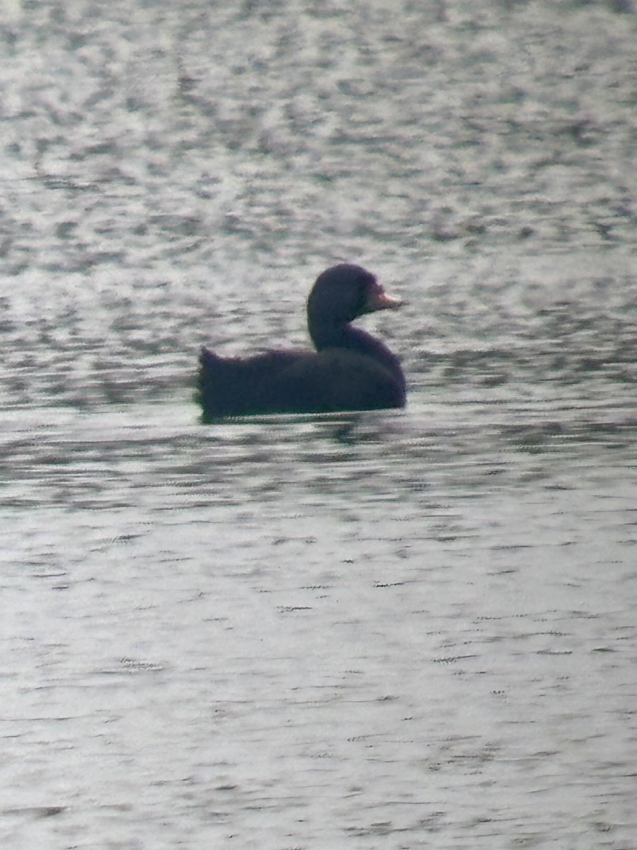 Steve Richards tweet media